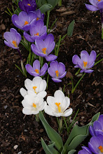 Spring Crocus