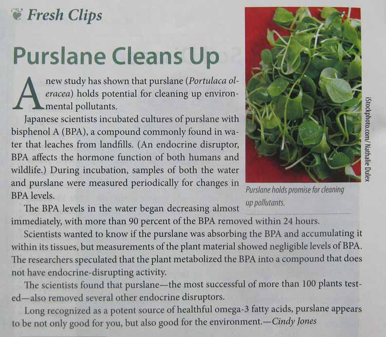 purslane herb
