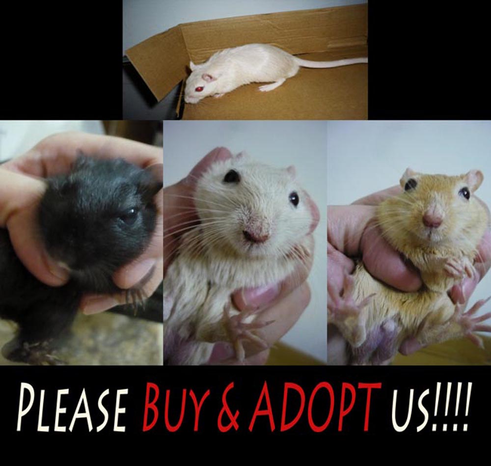 My Activities Gerbils For Sale/Adoption!