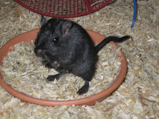gerbil penis teens take it porn