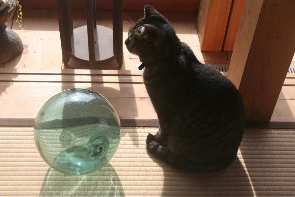 [トラと浮き.jpg]