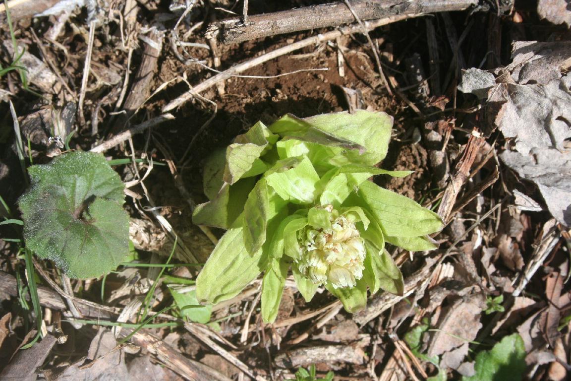 [フキノトウ.jpg]