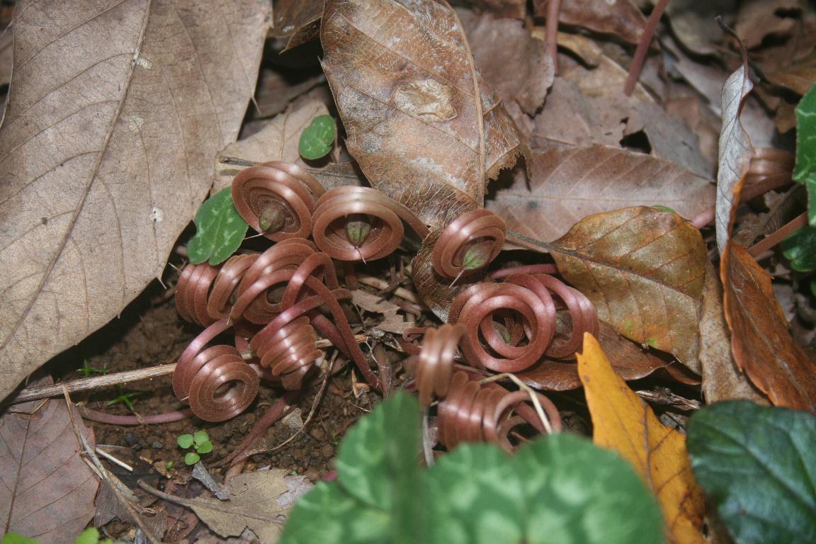 [シクラメン接写.jpg]