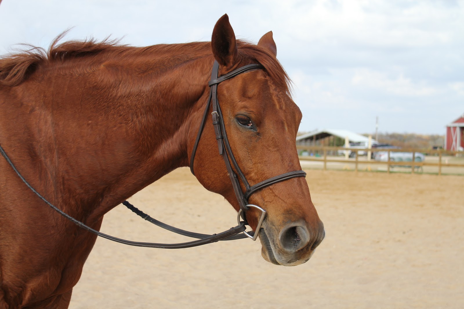 Eva's Office Horse Knowledge