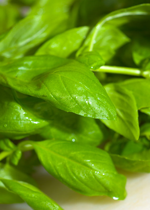 Fresh Basil Pesto...This Stuff is Delicious!