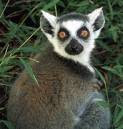 Lemur