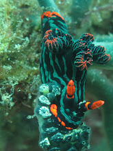 Nudibranch on the Soft Coral