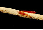 Goby on Whip Coral