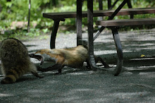 Raccoon vs Fox