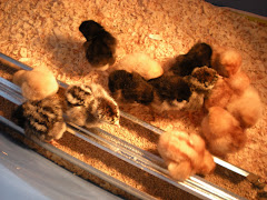 All 14 of the chicks! (If I counted right?)