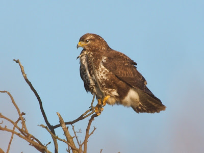 Common Buzzard