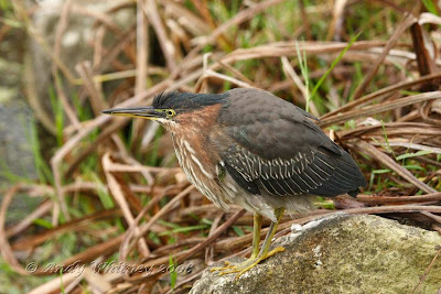 Green Heron