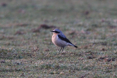 Wheatear