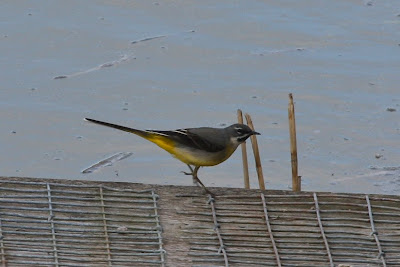 Grey Wagtail