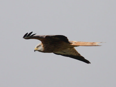 Red Kite