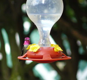 Male Anna's Hummingbird