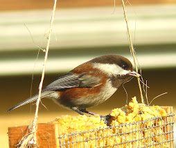 Chestnut-backed Chickadee