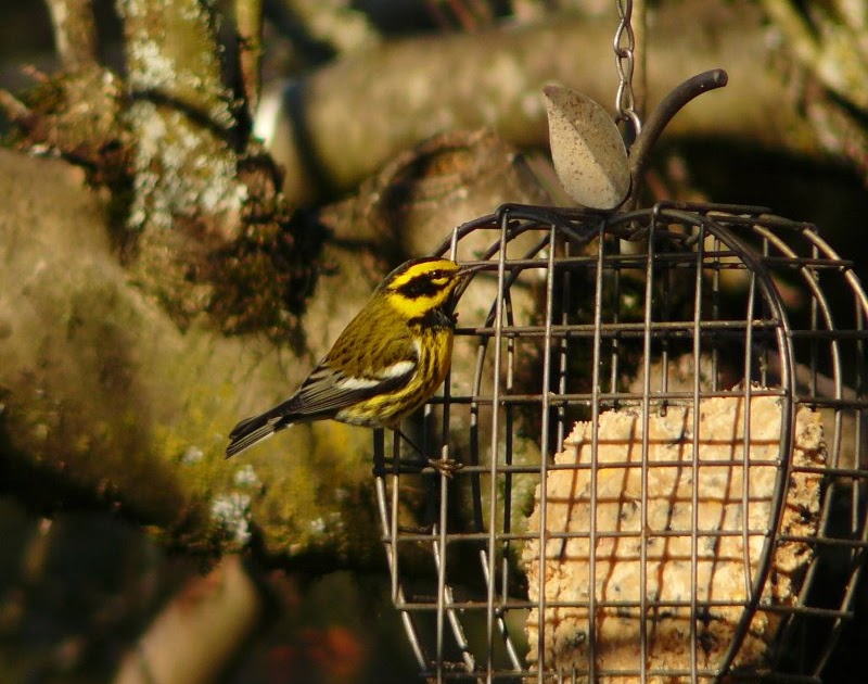 Portland Oregon Backyard Birds: The Great Backyard Bird Count