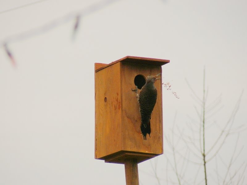 Portland Oregon Backyard Birds: Northern Flicker nest box