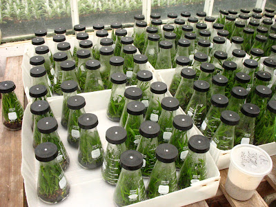 Orchid Nursery