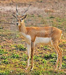 Small Gazelle
