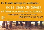 No Apoyes a los Circos