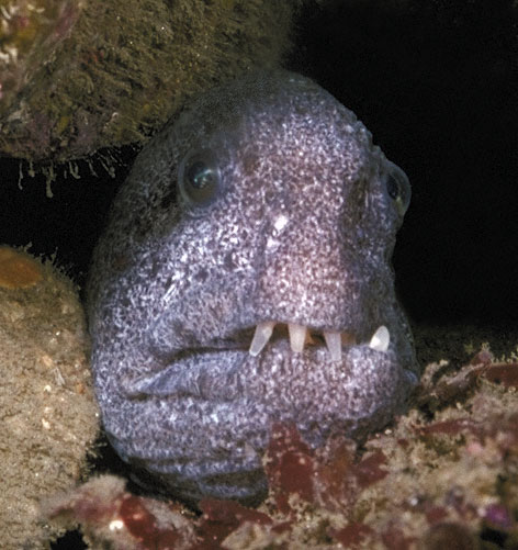 Wolf Eel