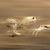 Animal mais rápido do mundo - Guepardo em vídeos e fotos.