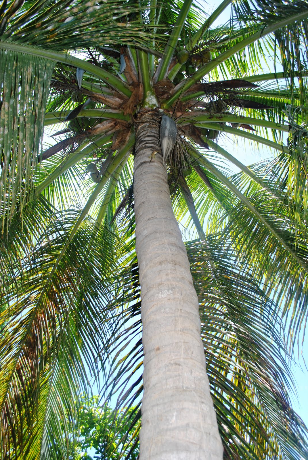 Somewhere, Beyond the Sea August 2010