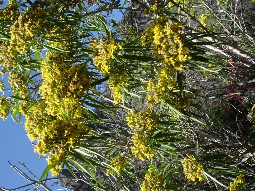 Musculacion ejercita Propiedades de la jarilla