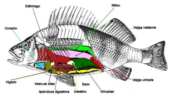 ESTRUCTURA PEZ estructura pez:
