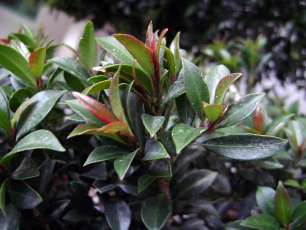 [Eugenia-close-up-2.jpg]