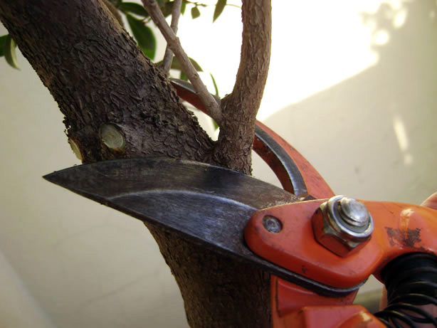 [cutting-branches.jpg]