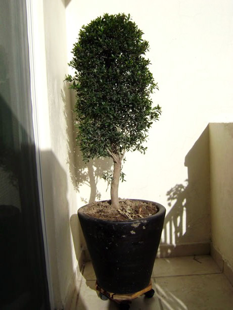 [straight-center.jpg]