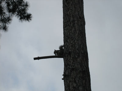 [squirrel+on+tree.jpg]