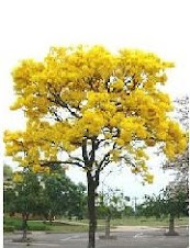 ipê amarelo