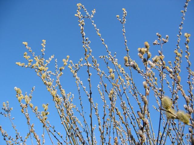 Springtime
