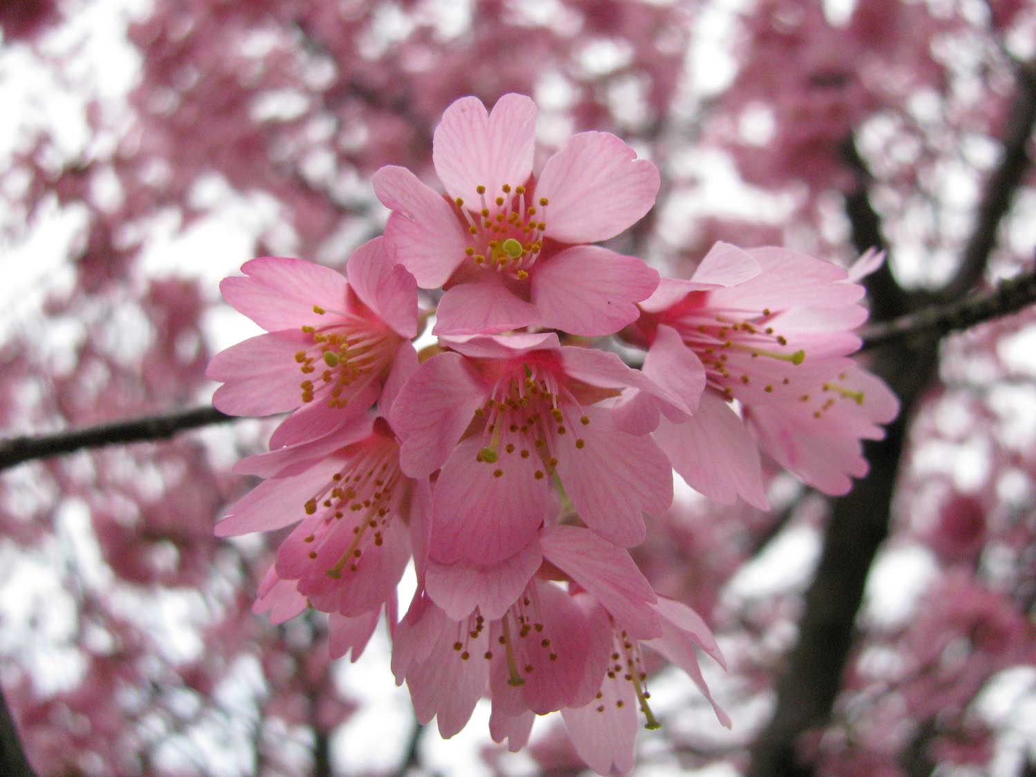pink cherry flower
