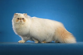 Jenis Kucing: Jenis Kucing Himalayan
