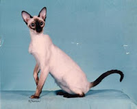 kucing siam