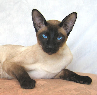 Kucing Siamese