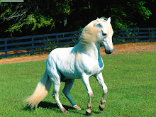el caballo de mis sueños