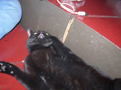 This cat