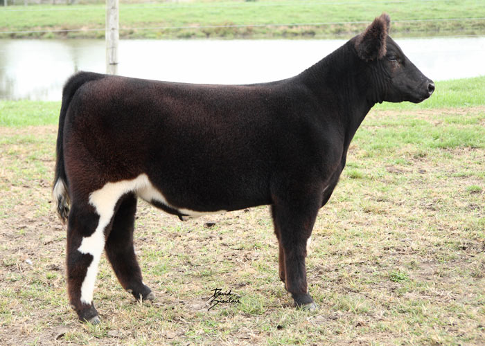 Canadian Agribition Fat Steer Show Matt Lautner Cattle