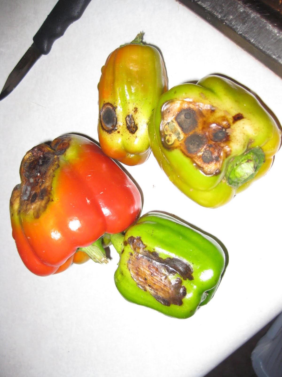 Raw Tidbits Sunburned Bell Peppers and Basil Pesto