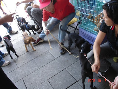 Doggies+and+kitties