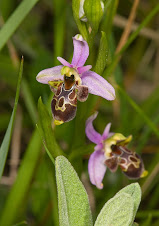 OPHRYS SCOLOPAX  photo GUY GEORGE - terrain du dolmen