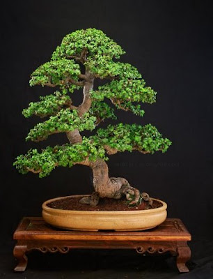 Primer bonsai Pa+017-02t