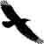 black crow silhouette flying against a white background; this is Hanna's author icon for the Paper Not Included blog.