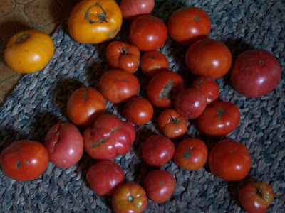 Kevin and Linda Clutterbuck's tomatoes, on the kitchen rug.